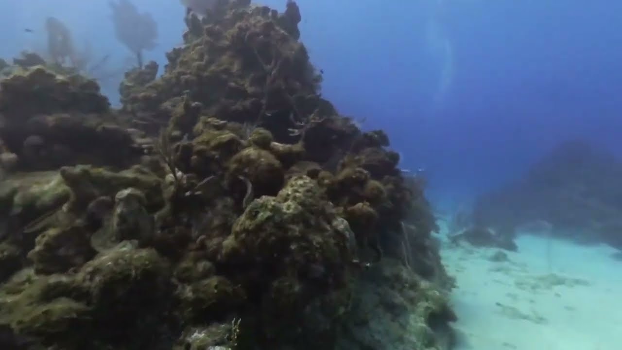 DD6 Grand Cayman Smiths Cove 9