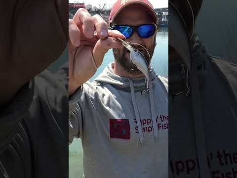 There S Gold In Them There Waters Freshwater TREASURE