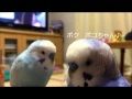 自作の歌を無理やり聞かせるセキセイインコ