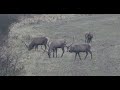 Sudecka Ostoja 60/2020. Polowanie na jelenie byki. Deer hunting in Poland.