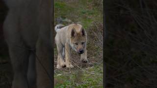 Wolf Odin&#39;s meeting with the Forest, day 1 #wolf #czechoslovakian_wolfdog #wolfdogs