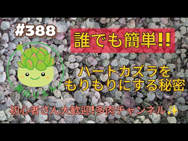 388 How to Grow and Propagate String of Hearts and Chain of Hearts
