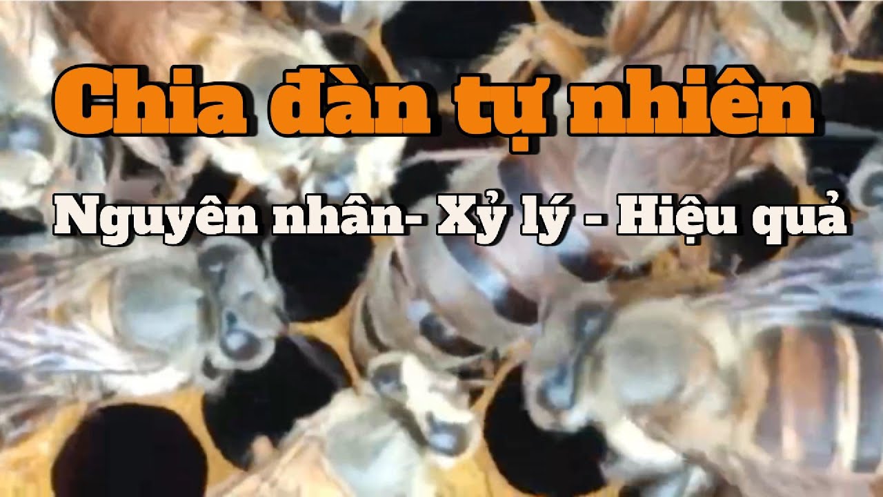 Xử lý ong chia đàn tự nhiên  - Hiệu quả cho người nuôi