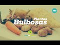 Plantas Bulbosas #86