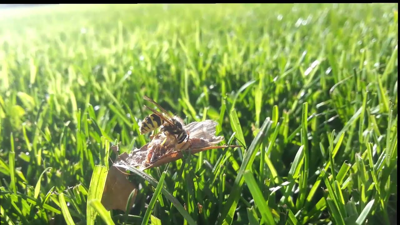 Wasp Butchering a Moth