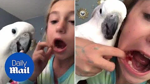 Pet cockatoo pulls out girl's loose tooth - Daily Mail