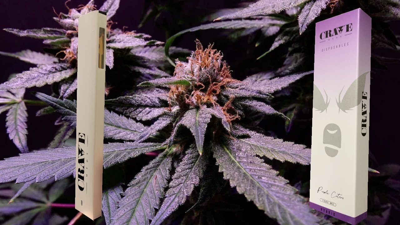 CraveMeds Disposable - Purple Citrus - Hybrid