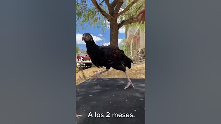 Que buen crecimiento tuvo ese pollo🐣🐥🐔