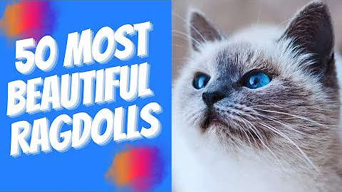 Video 8144211: catlover cats beautiful, cat collection, cat beautiful blue eyes, gorgeous cat