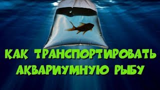 Как транспортировать аквариумную рыбу.