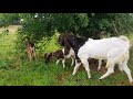 КОЗЫ КАМОРИ ПАТЭРИ НУБИЙЦЫ PATERI GOATS