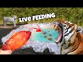 Feeding live fish to tigers  do big cats like fish