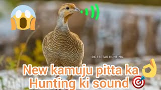 New kamuju pitta ka hunting ki mp3 HD sound 