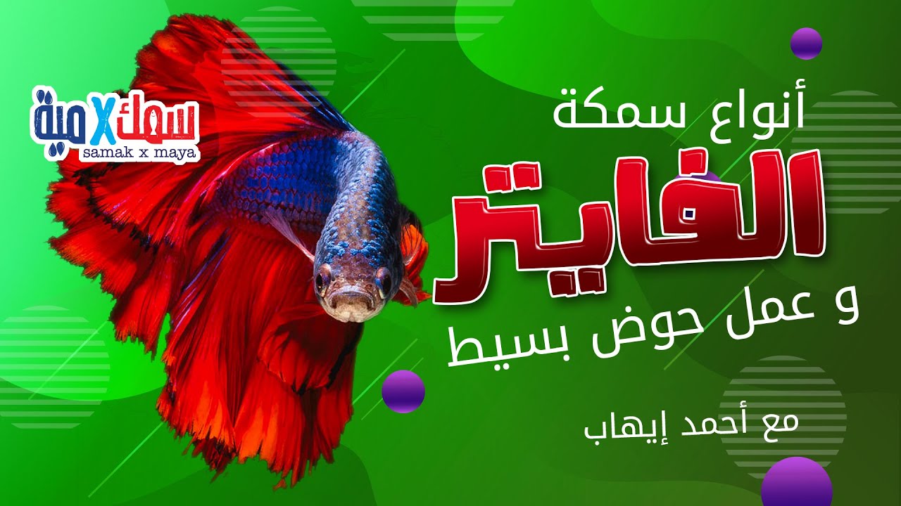 اسرار انواع سمكة الفايتر و عمل حوض بسيط للفايتر