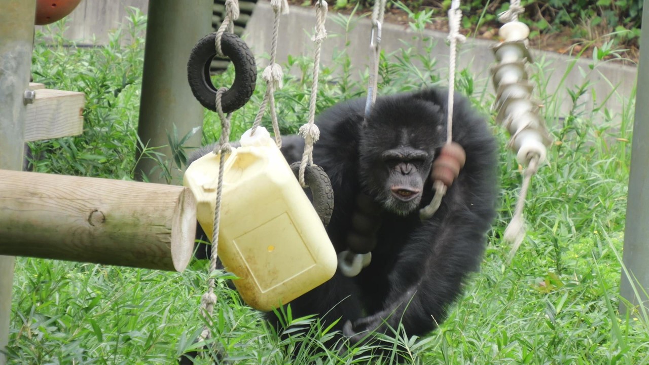 Gin, trying a bit too hard. Tama Zoo: Toying with the lives of