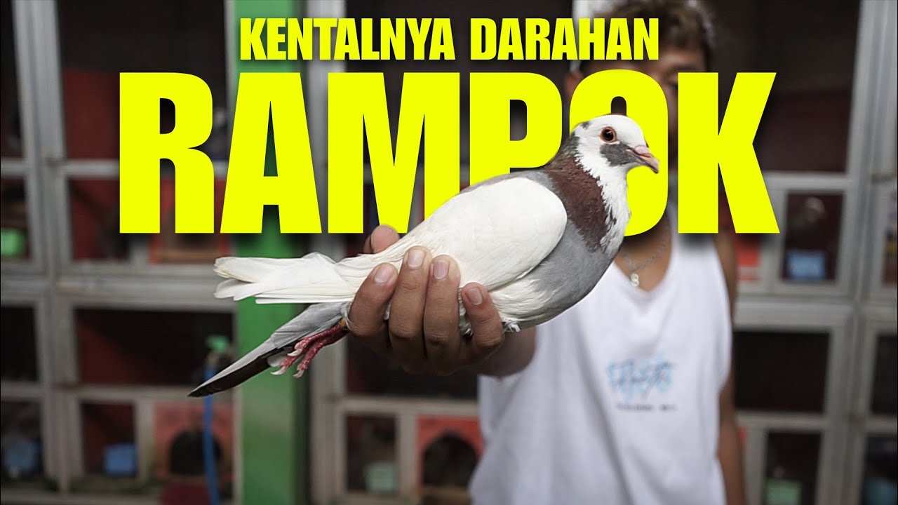 MERPATI KENTAL DARAHAN RAMPOK - YouTube
