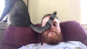 Funny Cat Fails Compilation    by FailArmy 2016   Video Dailymotion