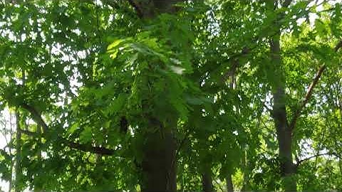 Navigation & Orienteering | Practicing Navigating with Nature