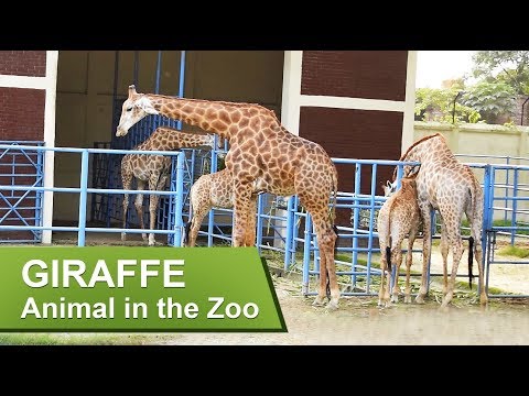 GIRAFFE ||  Animal in the Zoo || Bangladesh National Zoo, Dhaka