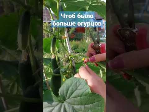 Чтоб было больше огурцов @GALABUM