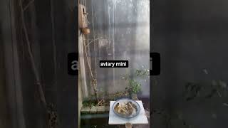aviary mini #bird #burung #kicaumania #birds