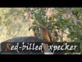 Red-billed Oxpecker (Buphagus erythrorhynchus) Bird Call | Stories Of The Kruger