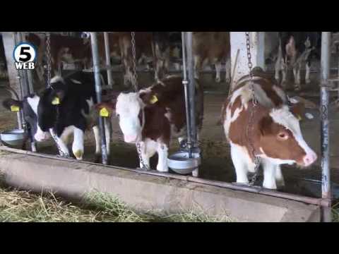 Video: Koliko autopolitika ima Državna farma?