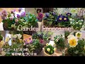 【ガーデニング】パンジー＆ビオラの寄せ植えづくり🌼【寄せ植え】