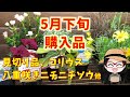 超可愛いニチニチソウ〇ソラリス〇30円オステオ〇コリウス〇寄せ植え実例〇ブラックリーフのリグラリア〇パンドラ〇アメリカンブルー〇ブルーラグーン〇春植え球根〇クルクマ〇チョコゼブラ〇オーニソガラム