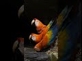 Scarlet Macaws at the Clay lick of Kichua Añangu Community#Best_Birds_Of_World #wildlifephotography