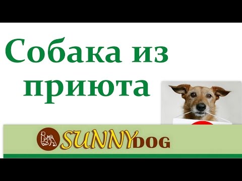 собака из приюта. Выбор собаки из приюта -какие подводные камни
