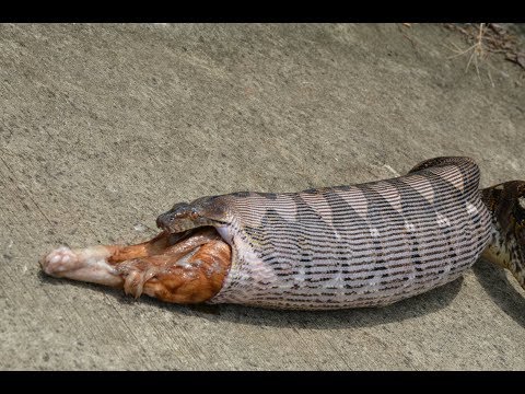 Python Swallows and Then Vomits Whole Pet Cat in Thailand