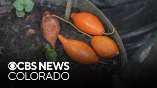 Could ibogaine, a psychedelic drug, improve Americans' mental health? Some Coloradans says yes