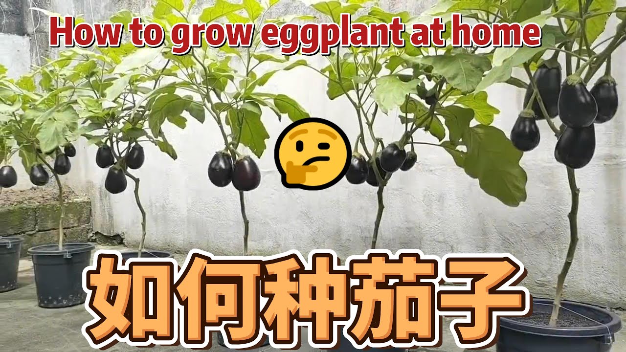 How To Grow Eggplant At Home YouTube How to grow eggplant at home youtube