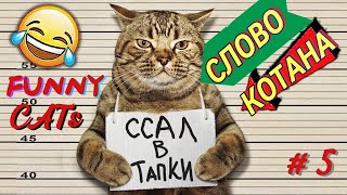 Слово Котана 5  Funny animals | Funniest animals compilation. Joke Videos 😄  Смешные Животные | 4k