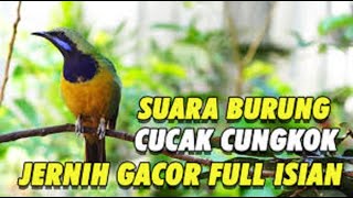 Masteran Cungkok Isian Cililin Kapas Tembak Kunti Mewah