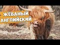 ЖЁВАНЫЙ АНГЛИЙСКИЙ | Lynchie English