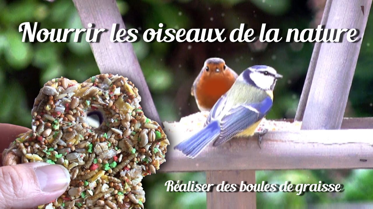 Boules de graisse pour oiseaux (DIY): fabriquer des mangeoires pour nourrir  les oiseaux en hiver