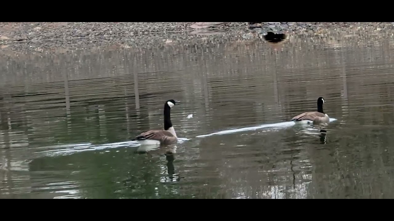 geese walking to pond and sounds a loud YouTube