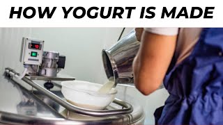 How Yogurt Is Made | The Fascinating Journey