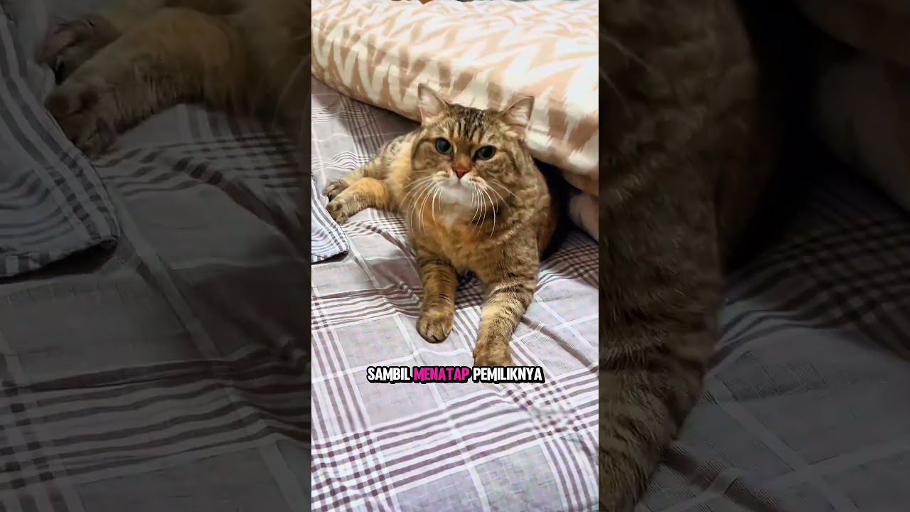 Kucing Ini Ngambek Karena Kamarnya Dipakai Tamu #shortsviral #lucu #catlovers