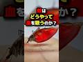 【大量発生⚠️】蚊はどうやって血を吸うのか？ #都市伝説