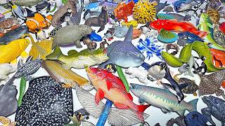 300 Sea Animals Toys - Sunfish, Carp, Puffer Fish, Gunard, Emperor Penguin, Leatherback Sea Turtle