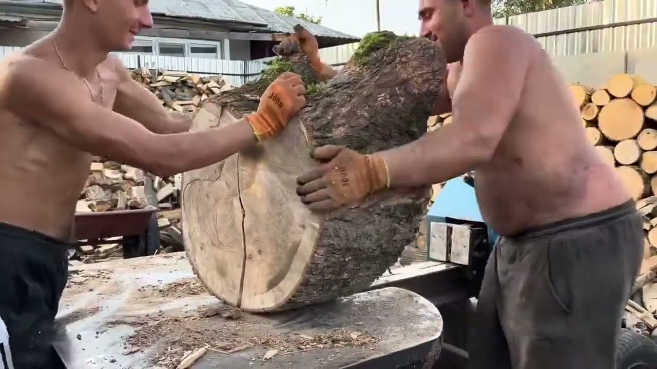 Processing Giant Oak, Hornbeam and Ash Logs
