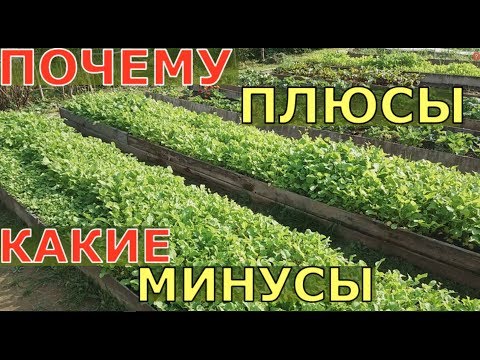 СИДЕРАТЫ. ОСОБЕННОСТИ использования. Какие СИДЕРАТЫ ЛУЧШЕ?