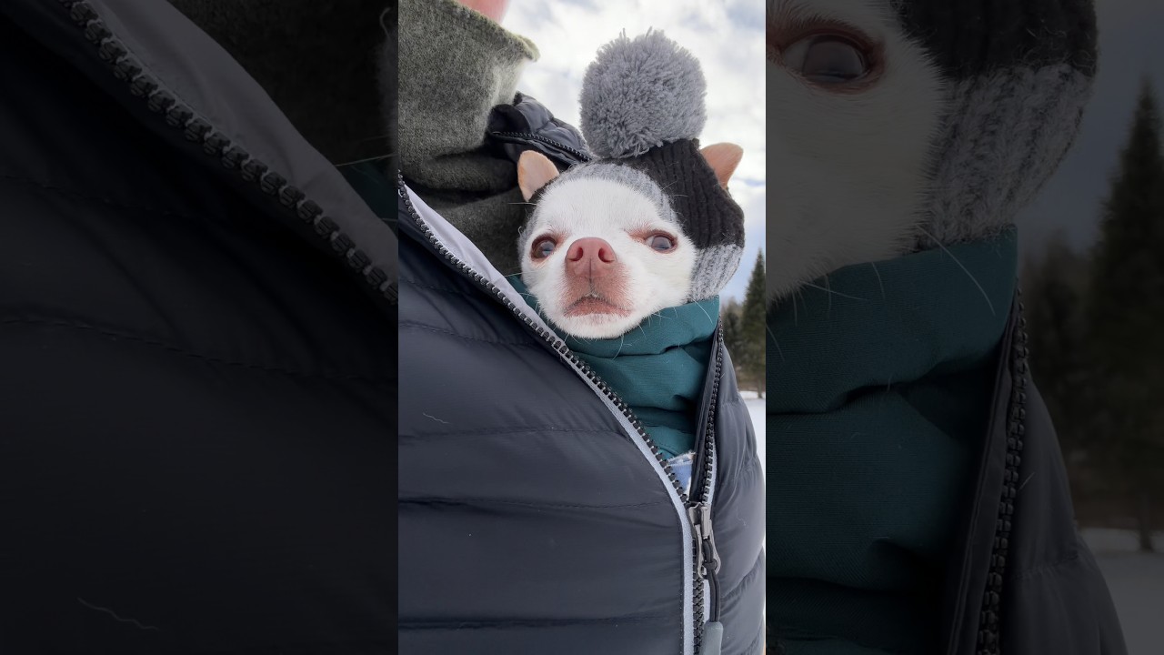 Tiny Chihuahua knows how to get what he wants without working for it #dogmoms #chihuahua #cutedog