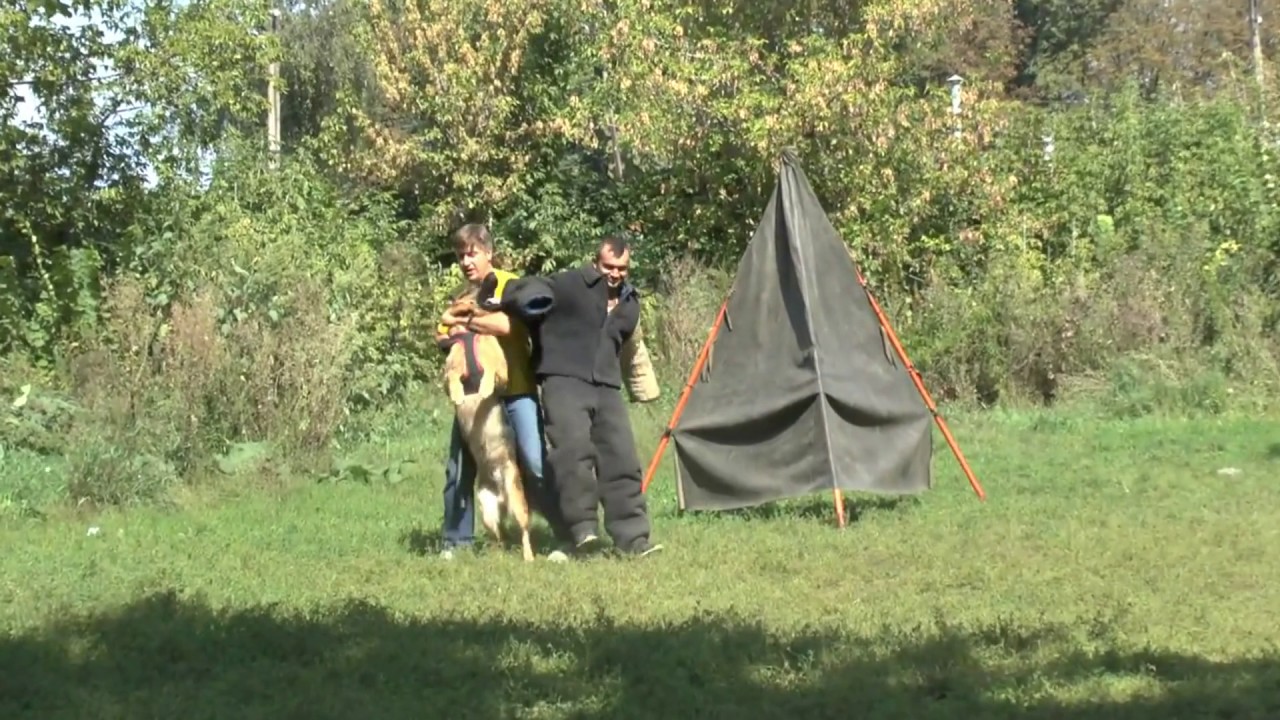 Немецкая овчарка. Бас. Защита. Чемпионаты. Тренировки