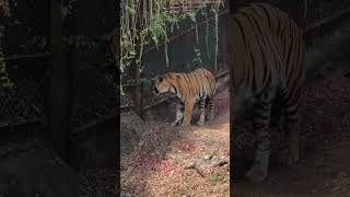 Bengal #tiger at Hyderabad #zoo