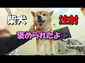 獣医さんに褒められて上機嫌で注射される柴犬
