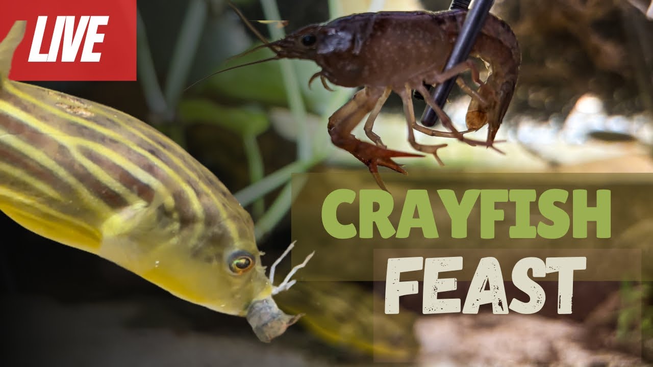 Puffer Fish Devour Live Crayfish - The Ultimate Feeding Frenzy! - YouTube